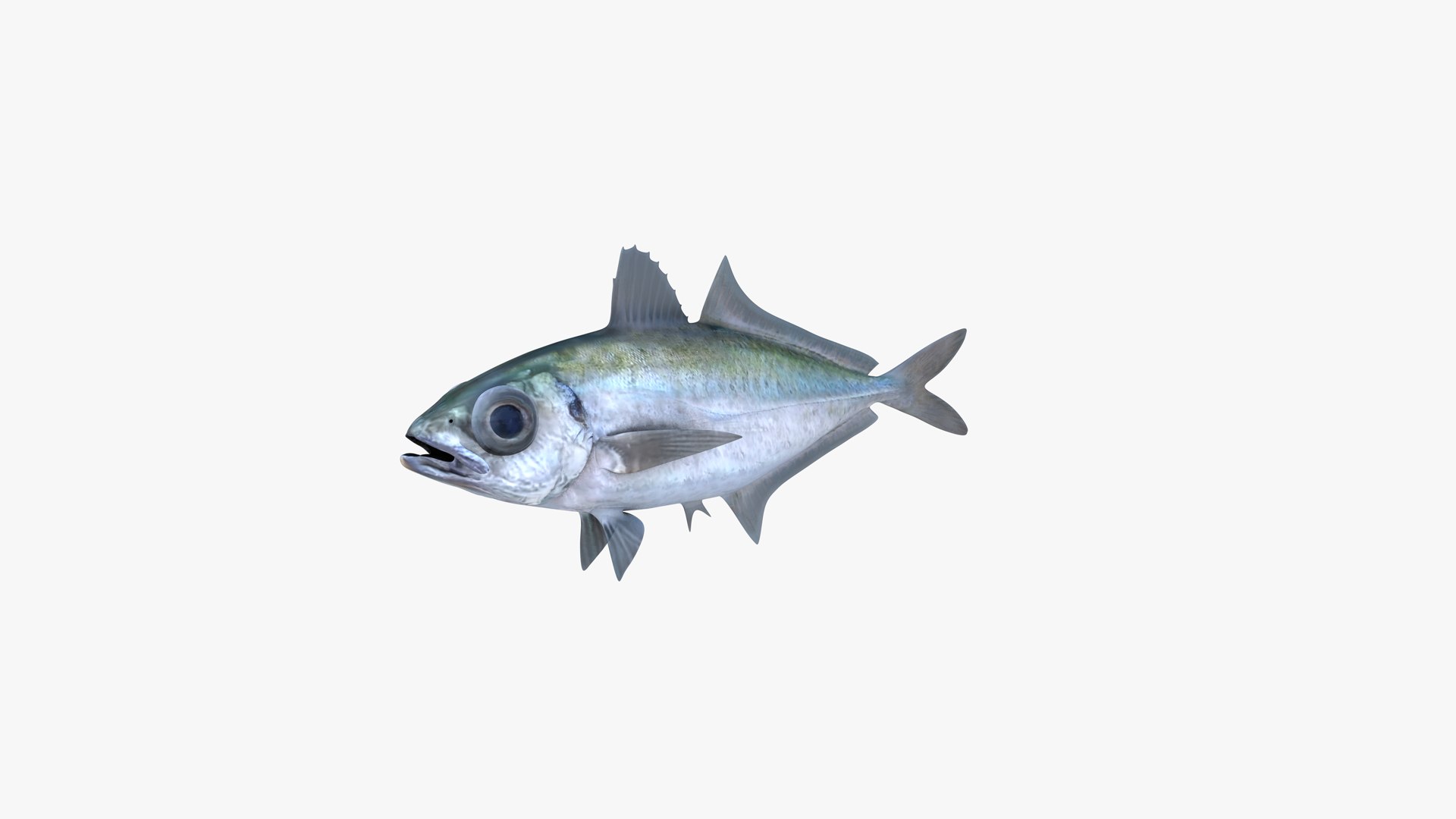 3D Bigeye Scad https://p.turbosquid.com/ts-thumb/A9/rwoUEG/aP/bigeye_scad_selar_crumenophthalmus_fish_3d_model_by_andreas_piel_05/png/1739227754/1920x1080/fit_q87/00526942fde3795733ce52185ccd2f3b21726b66/bigeye_scad_selar_crumenophthalmus_fish_3d_model_by_andreas_piel_05.jpg