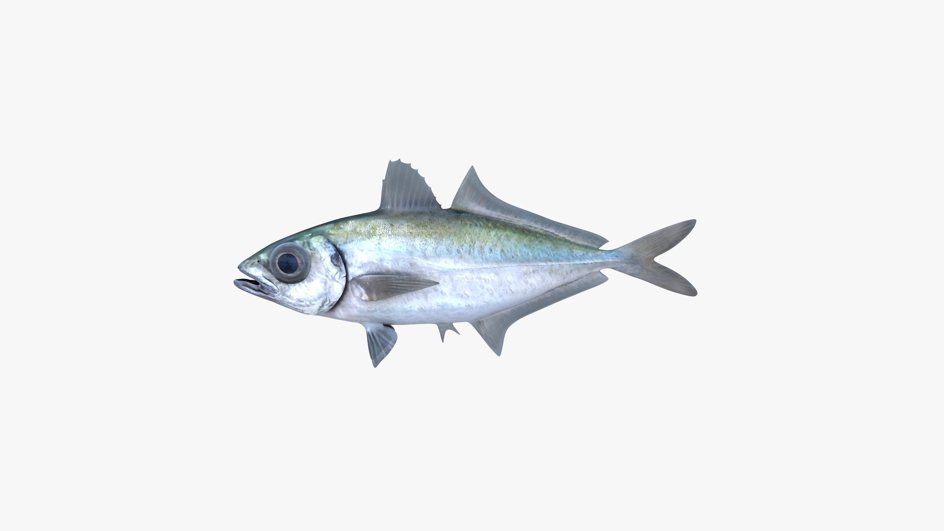 3D Bigeye Scad https://p.turbosquid.com/ts-thumb/A9/rwoUEG/kD/bigeye_scad_selar_crumenophthalmus_fish_3d_model_by_andreas_piel_02/png/1739227746/1920x1080/fit_q87/1fc1e84f586997d021caae3a9057558509eb7833/bigeye_scad_selar_crumenophthalmus_fish_3d_model_by_andreas_piel_02.jpg