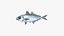 Bigeye Scad
