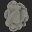 walnut kernel nut 3d model