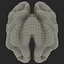 walnut kernel nut 3d model