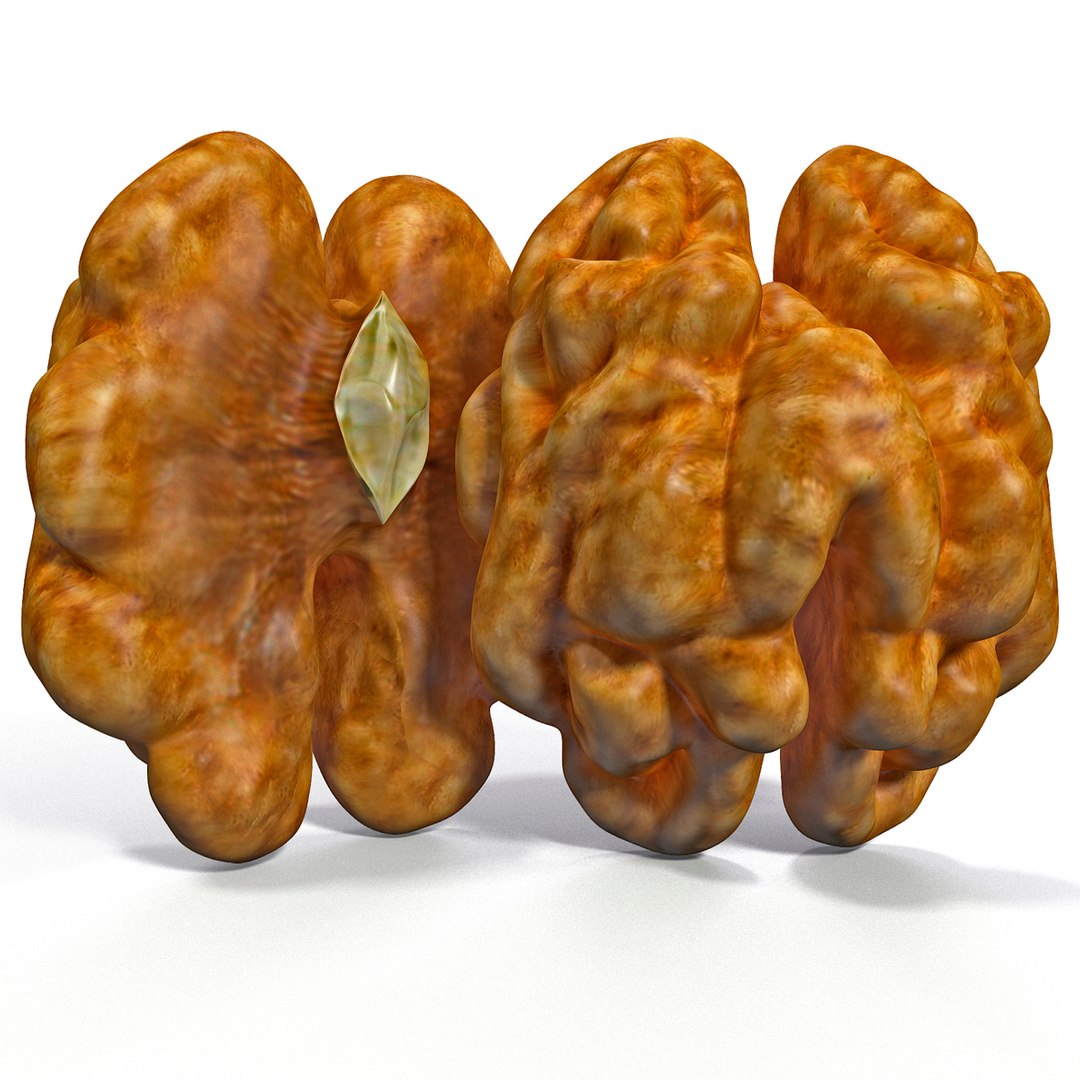 walnut kernel nut 3d model https://p.turbosquid.com/ts-thumb/AA/1wJu0B/Vqu4gZV3/walnutkernel_2/jpg/1379613794/1920x1080/fit_q87/97237df16a11dd8dca33559b66b94f15b5fb3316/walnutkernel_2.jpg