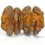 walnut kernel nut 3d model