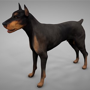 Doberman Rigged L609