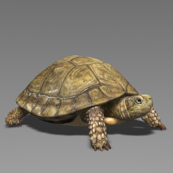 3D model turtle realistic