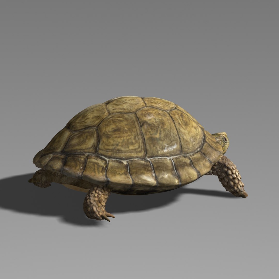 3D Model Turtle Realistic - TurboSquid 1379744