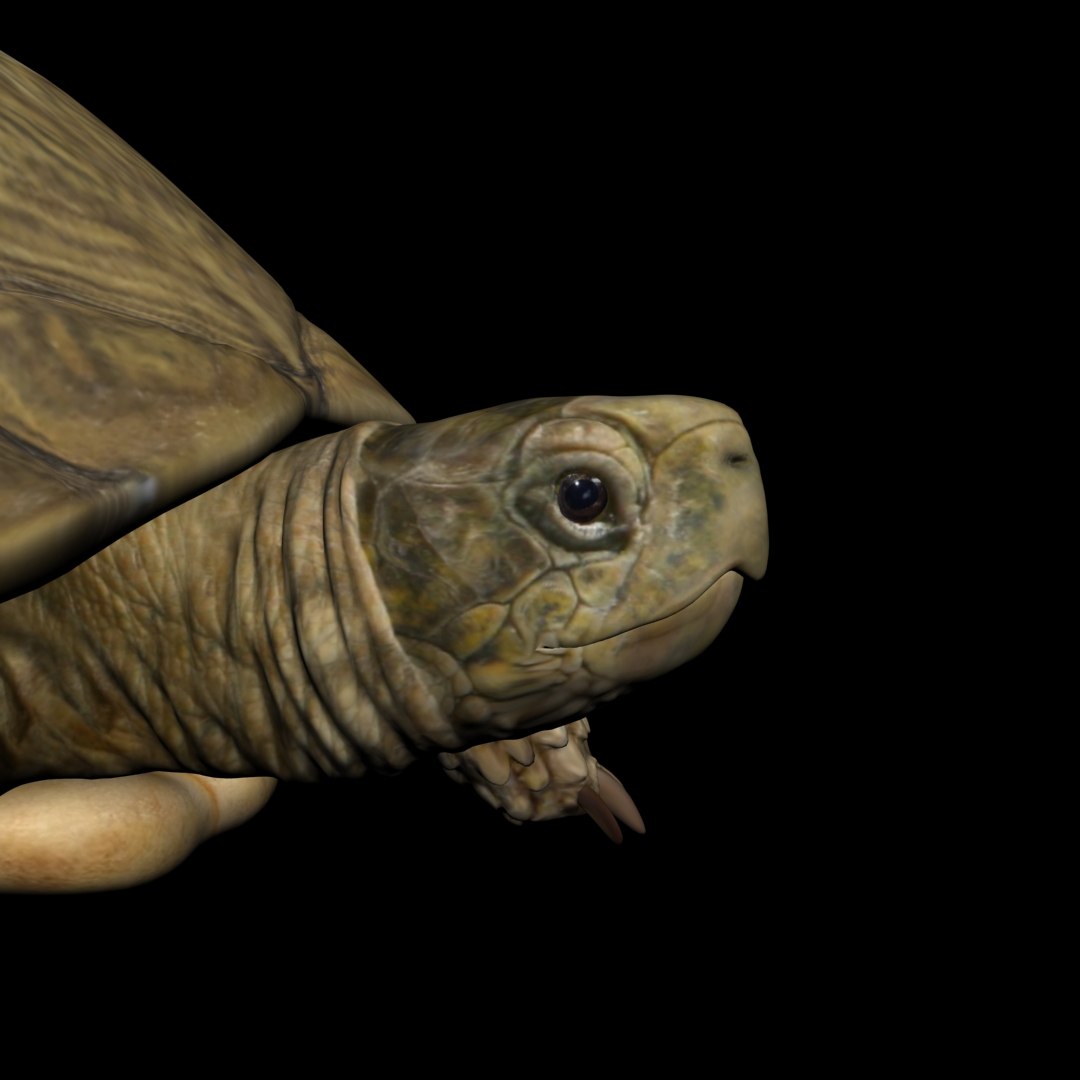 3D Model Turtle Realistic - TurboSquid 1379744