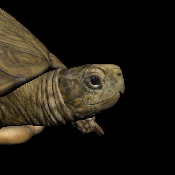 modelo 3d Modelo 3D De Tortuga Realista - TurboSquid 1379744