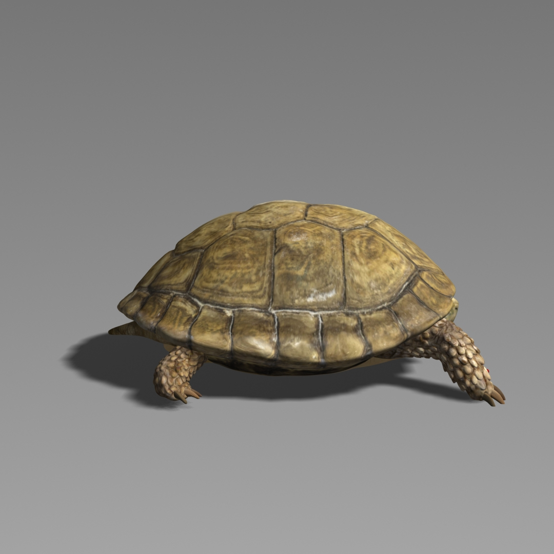 3D model turtle realistic - TurboSquid 1379744