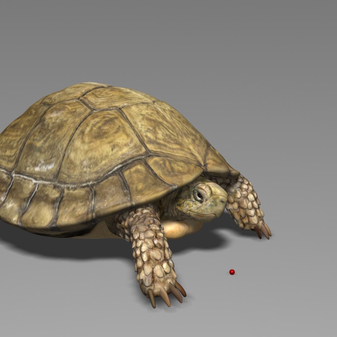 3D model turtle realistic - TurboSquid 1379744