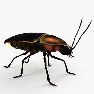 Firefly