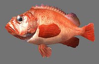 Redfish, Sebastes