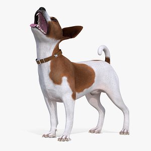 3D jack russell terrier spotted model
