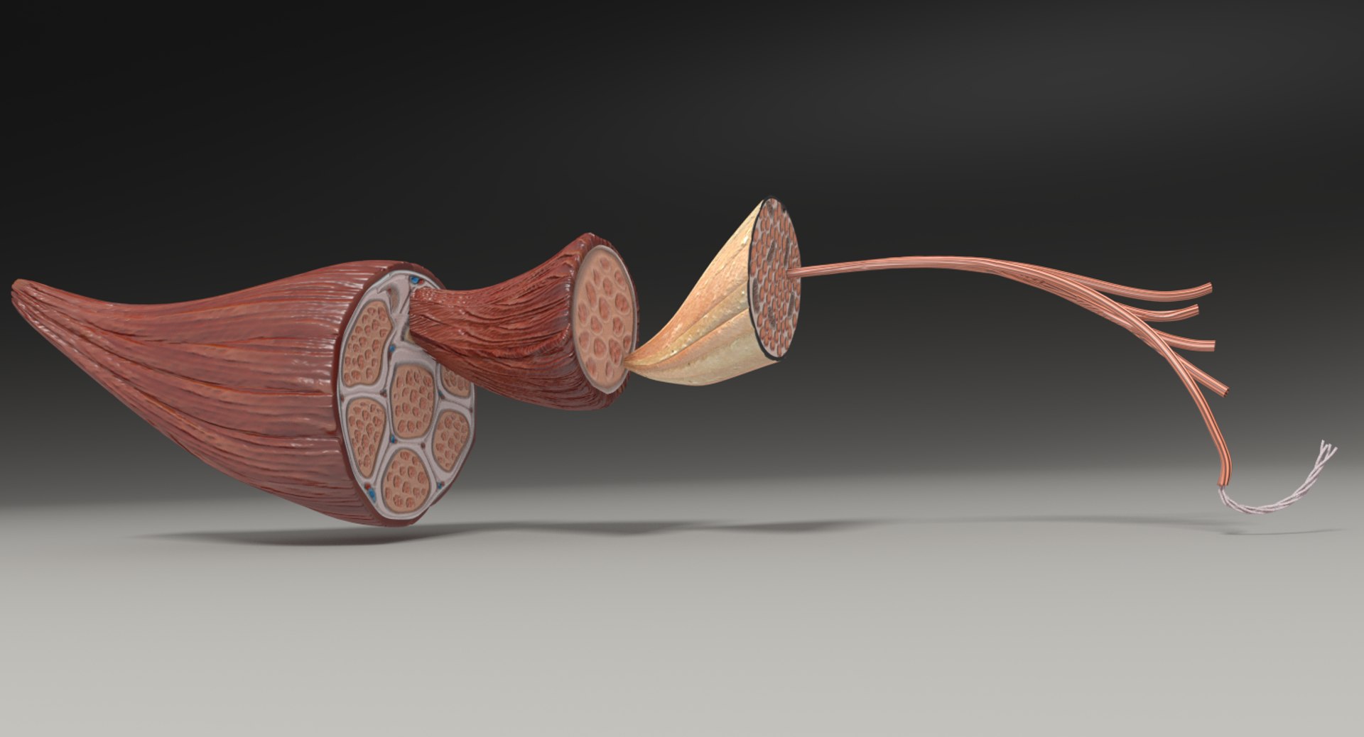 muscle 3D https://p.turbosquid.com/ts-thumb/AA/mbhcVu/0nKMqC1o/untitccleds/png/1535182141/1920x1080/fit_q87/6c04e611c002b6e6f144318170f7ffb63069cff0/untitccleds.jpg