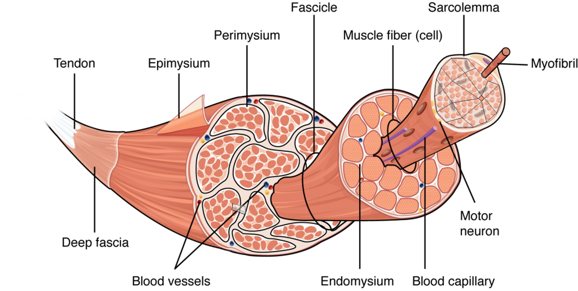 muscle 3D https://p.turbosquid.com/ts-thumb/AA/mbhcVu/7NLSN3sk/3a/png/1535182180/1920x1080/fit_q87/406210adfd11b3cb24c1384db1d8aacbe78069f4/3a.jpg