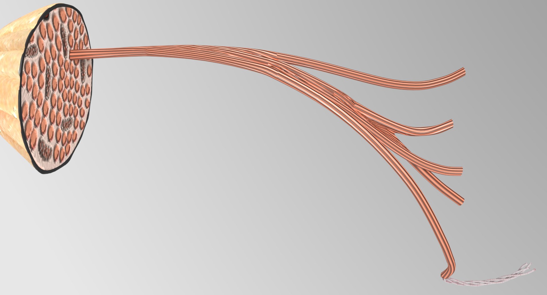 muscle 3D https://p.turbosquid.com/ts-thumb/AA/mbhcVu/Kgq2b8Z3/jw/png/1535182141/1920x1080/fit_q87/3d4bafb8f26df4225eed45704f437e62e9da8107/jw.jpg