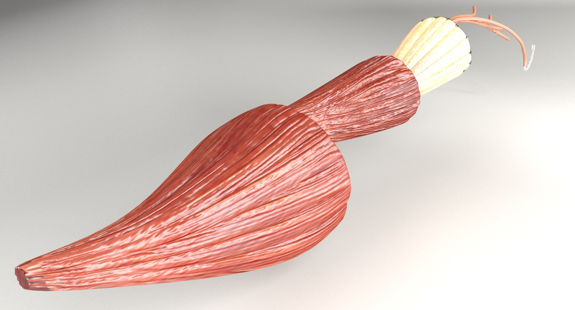 muscle 3D https://p.turbosquid.com/ts-thumb/AA/mbhcVu/Ox6EtWXU/untitleda/png/1535182141/1920x1080/fit_q87/e583911ab247619ea2a70ec18177f08500c2cccb/untitleda.jpg