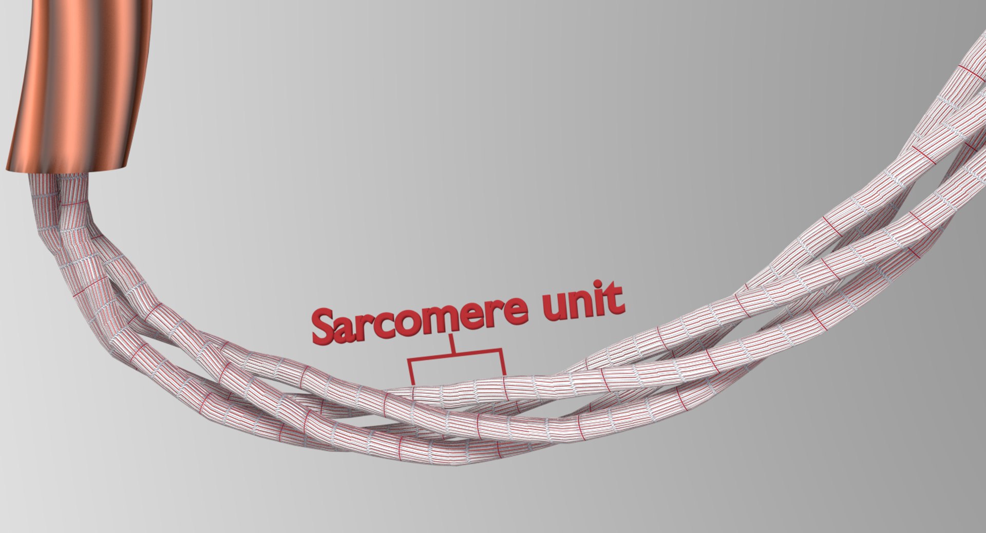 muscle 3D https://p.turbosquid.com/ts-thumb/AA/mbhcVu/PjHm3ST7/jfw/png/1535182141/1920x1080/fit_q87/13805c9eaea19006fe996ce5bc7ddb713aad9fe0/jfw.jpg