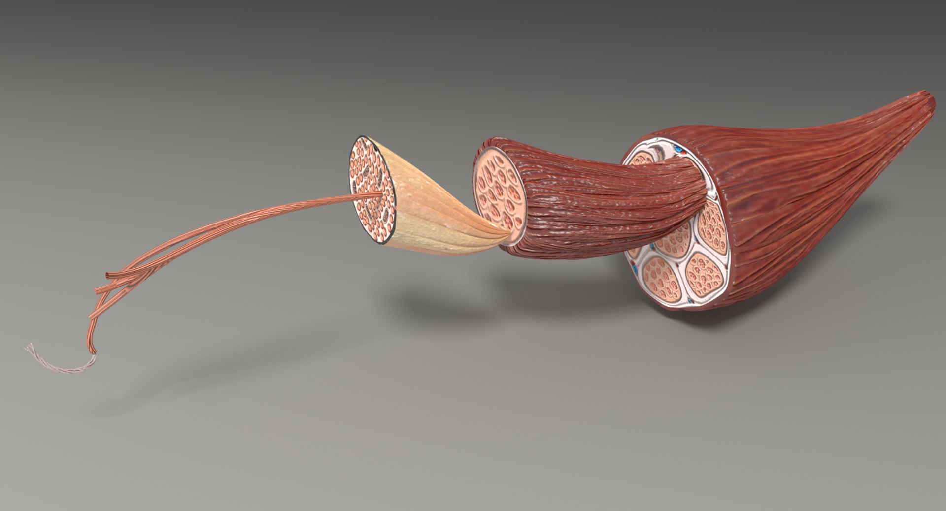 muscle 3D https://p.turbosquid.com/ts-thumb/AA/mbhcVu/RkLQzl46/untitleds/png/1535182141/1920x1080/fit_q87/54b605dc3073e183065c66f151d698e08317f6ff/untitleds.jpg