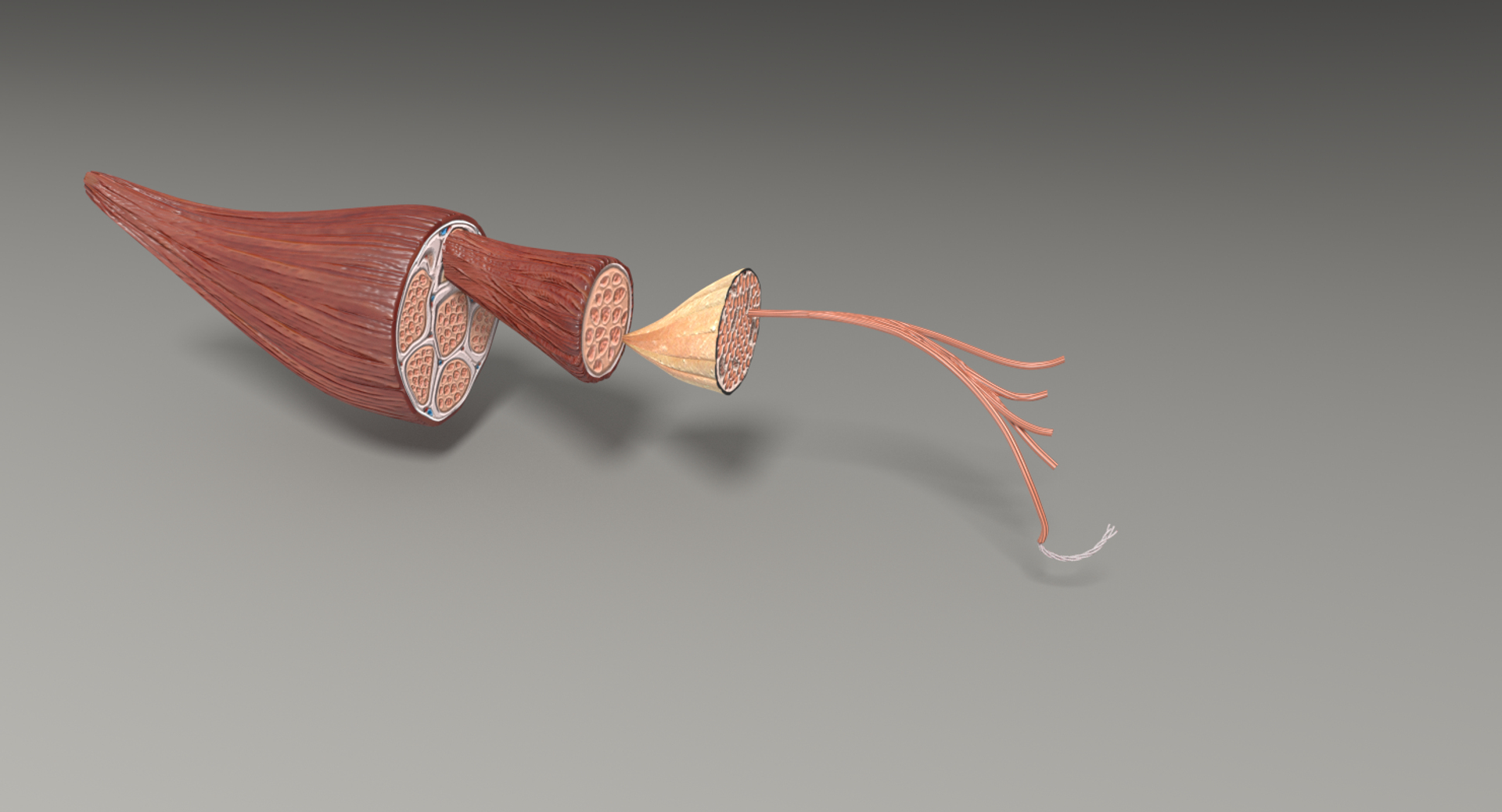 muscle 3D https://p.turbosquid.com/ts-thumb/AA/mbhcVu/nrG8QMrX/image/png/1535182295/1920x1080/turn_fit_q99/02b97306b3c11b75f643c17937c859f079793193/image-1.jpg