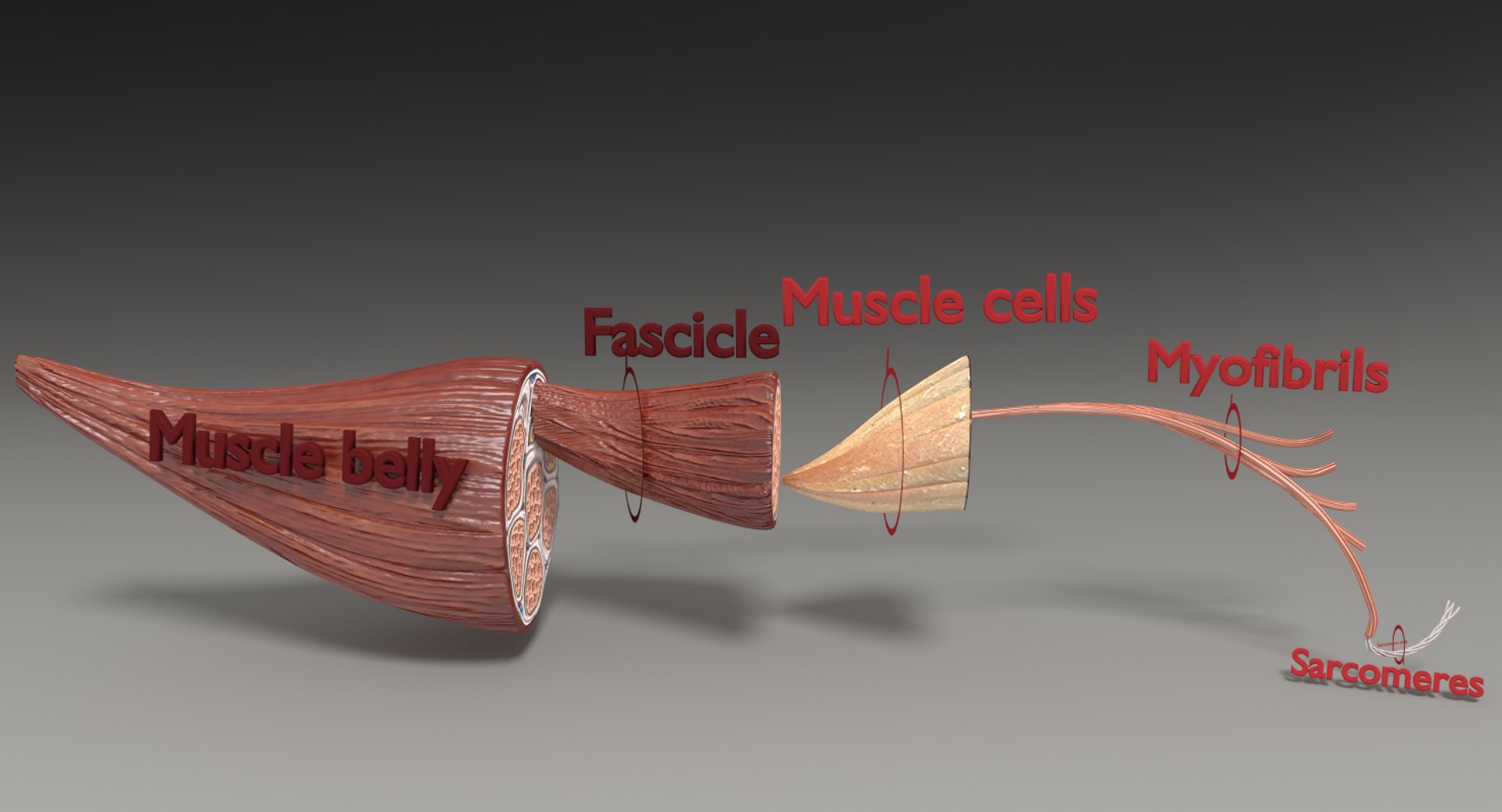 muscle 3D https://p.turbosquid.com/ts-thumb/AA/mbhcVu/osuUMUpt/untitcclmneds/png/1535182141/1920x1080/fit_q87/db7e1146eb53a0f94e531e6c154fc2b85895b904/untitcclmneds.jpg