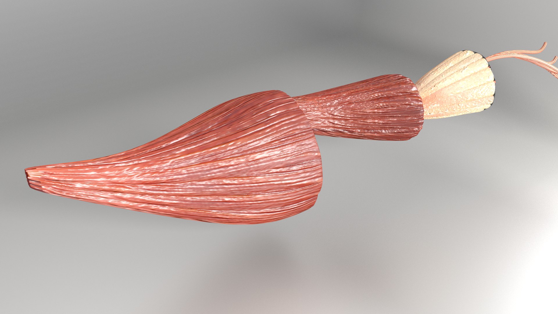 muscle 3D https://p.turbosquid.com/ts-thumb/AA/mbhcVu/povrv6rQ/untitled/png/1535182141/1920x1080/fit_q87/0c5ce6c63d5b5985af60fb1e8fe8b06a1ad57540/untitled.jpg