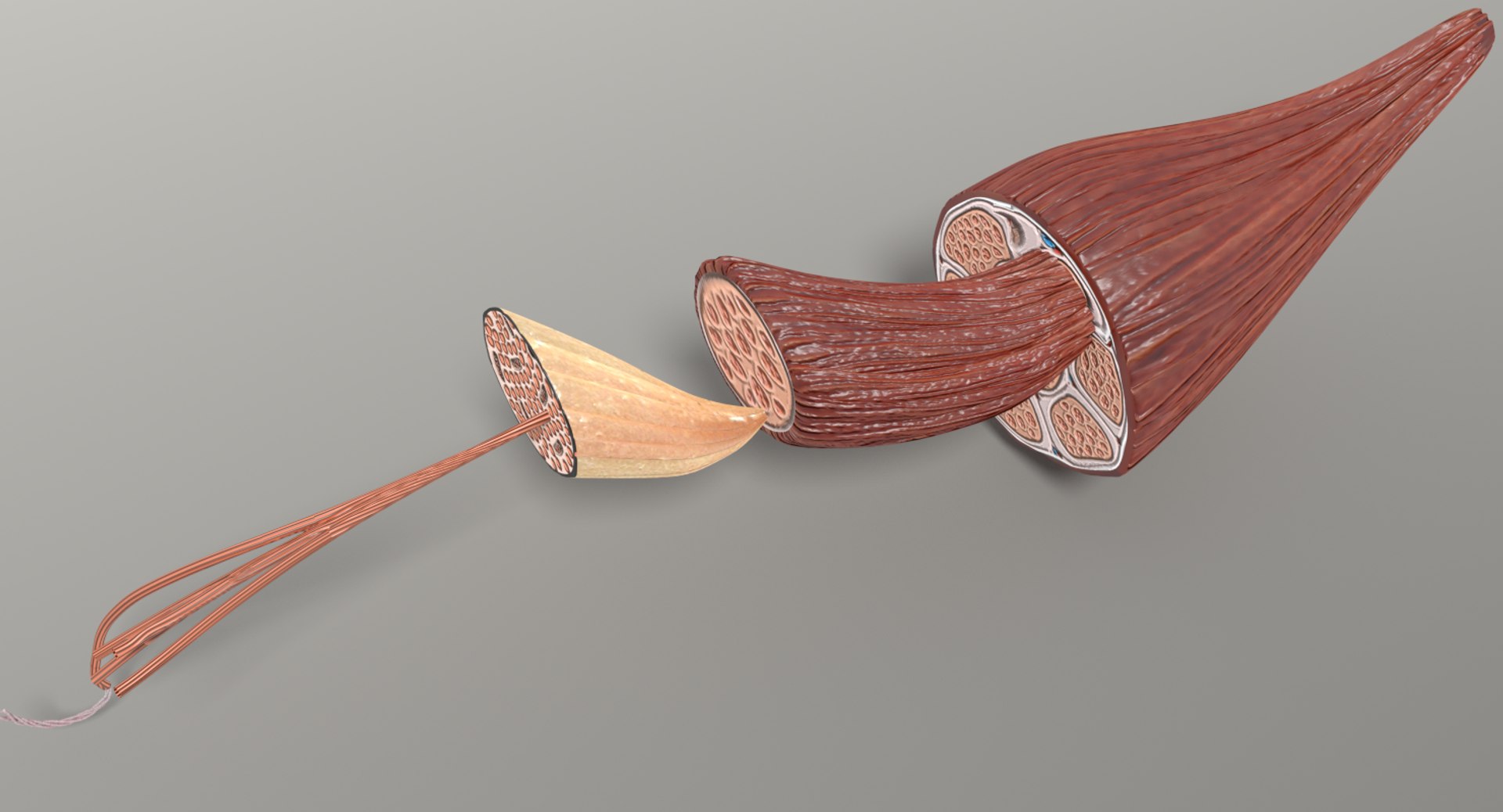 muscle 3D https://p.turbosquid.com/ts-thumb/AA/mbhcVu/qTFYBhU3/untitcclmmneds/png/1535182141/1920x1080/fit_q87/5376f8f683e891cb12bd4dfc9b3ff5b24eda62a3/untitcclmmneds.jpg