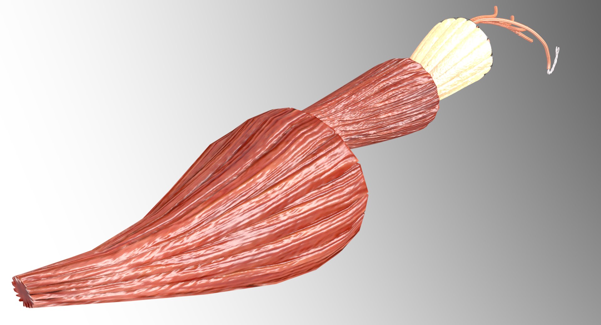 muscle 3D https://p.turbosquid.com/ts-thumb/AA/mbhcVu/yHnIHs3t/deg/png/1535182141/1920x1080/fit_q87/83a26c1baef62c7fdd136fbcb34b6692a174f2e7/deg.jpg