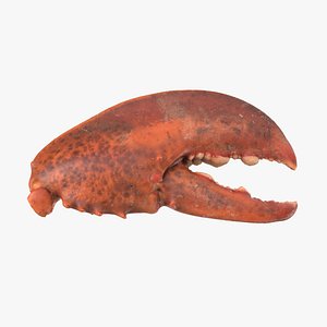 Cooked Lobster Claw 02