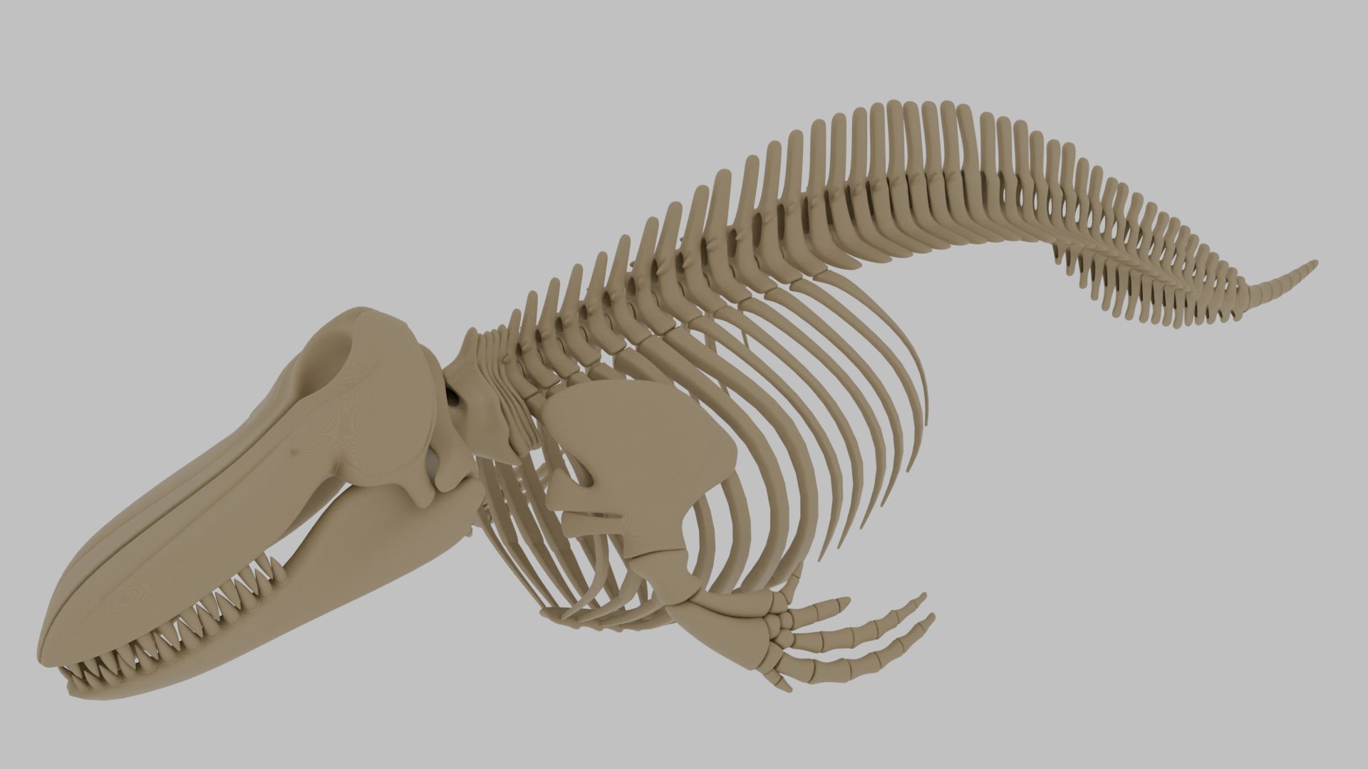 3D Orca Skeleton Realistic Killer Whale Bone Structure Asset ...