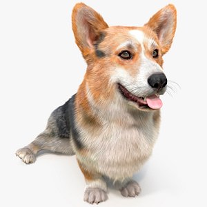 Tricolor Welsh Corgi Pembroke Sitting Pose Fur for Cinema 4D model