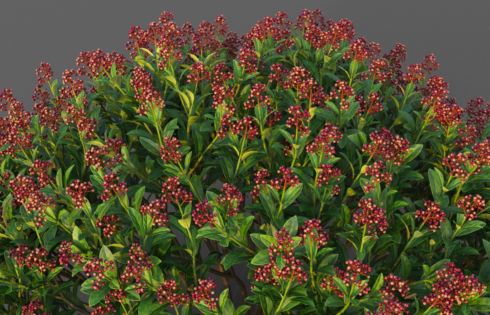 XfrogPlants Japanese Skimmia - Skimmia Japonica 3D https://p.turbosquid.com/ts-thumb/AB/NVjpDZ/T9/skimmia_j05/jpg/1628271637/1920x1080/fit_q87/6583199118d799181c5fcea2df2b45faa35ae6f3/skimmia_j05.jpg
