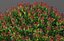 XfrogPlants Skimmia Japonais - Skimmia Japonica