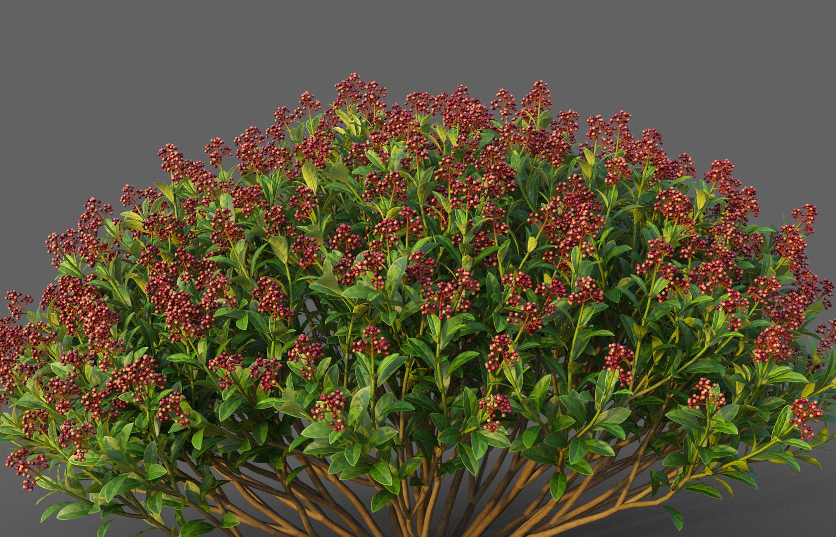 XfrogPlants Japanese Skimmia - Skimmia Japonica 3D https://p.turbosquid.com/ts-thumb/AB/NVjpDZ/o0/skimmia_j04/jpg/1628271635/1920x1080/fit_q87/71b6a663d648fde11ad566a6e33d4f7f1cbbaa07/skimmia_j04.jpg