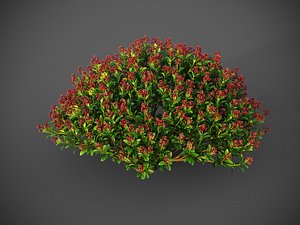XfrogPlants Japanese Skimmia - Skimmia Japonica