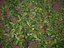 XfrogPlants Skimmia Japonais - Skimmia Japonica