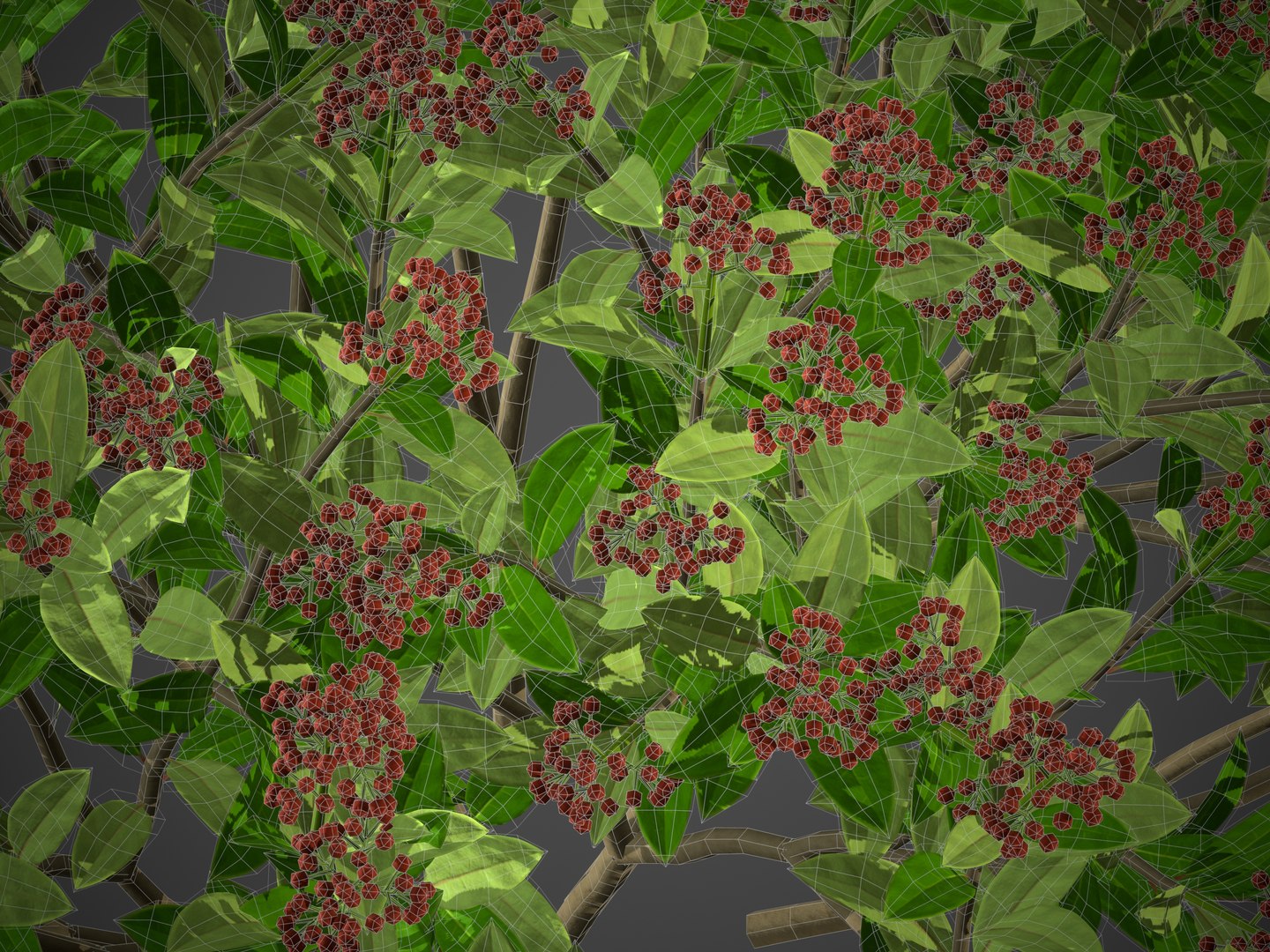 XfrogPlants Japanese Skimmia - Skimmia Japonica 3D https://p.turbosquid.com/ts-thumb/AB/NVjpDZ/xt/screenshot022/jpg/1628271636/1920x1080/fit_q87/2d8a9c3ad293fe49466f7ad072ecf96132e735b4/screenshot022.jpg