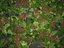 XfrogPlants Skimmia Japonais - Skimmia Japonica