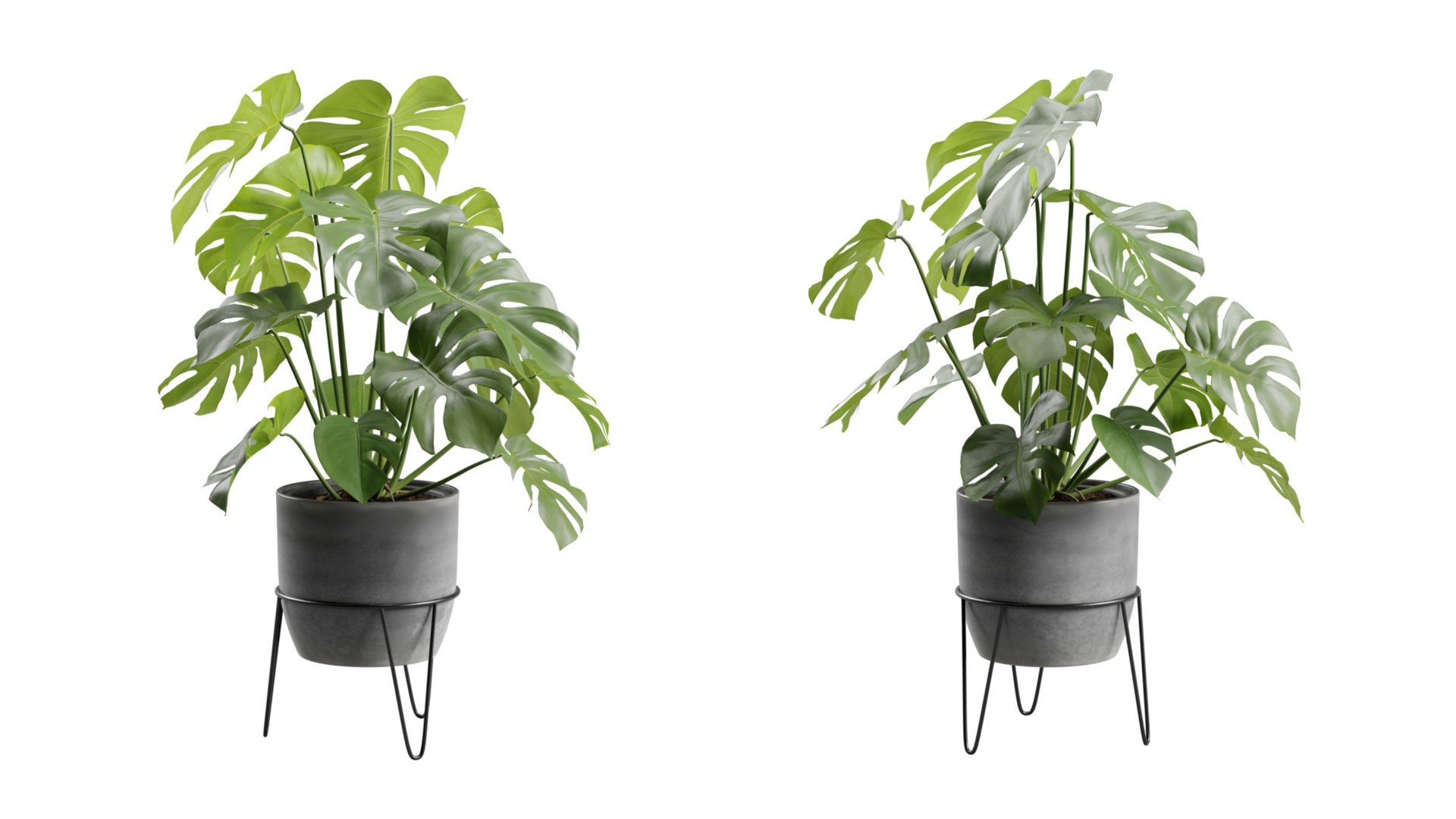 Monstera Deliciosa Pot Stand 3D https://p.turbosquid.com/ts-thumb/AB/PUeFfJ/7g/previewts05_0000/jpeg/1704414778/1920x1080/fit_q87/73f4d28c18e55475cd45e74eee6cf841ac1a09f0/previewts05_0000.jpg