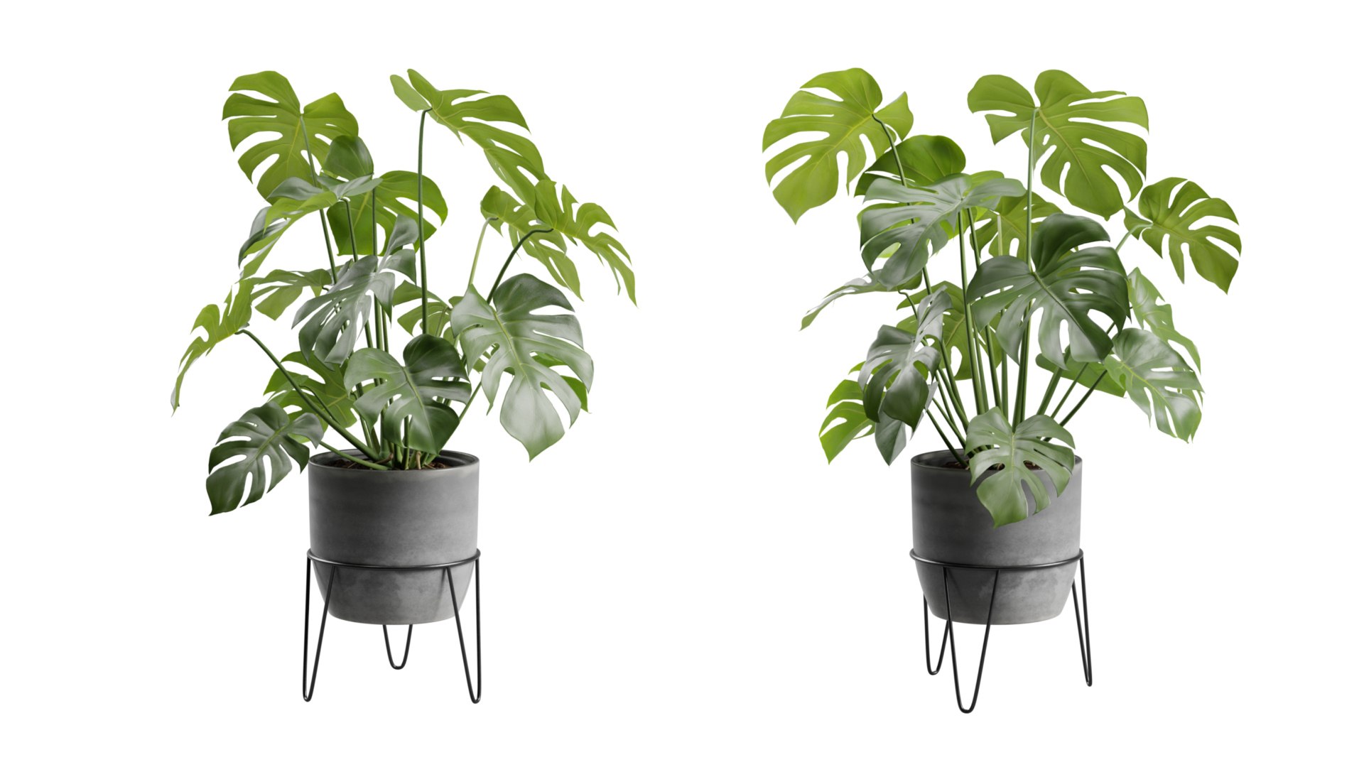 Monstera Deliciosa Pot Stand 3D https://p.turbosquid.com/ts-thumb/AB/PUeFfJ/HF/previewts04_0000/jpeg/1704414779/1920x1080/fit_q87/5706537c25b37dfe685664d6e37a151b7e7372ea/previewts04_0000.jpg