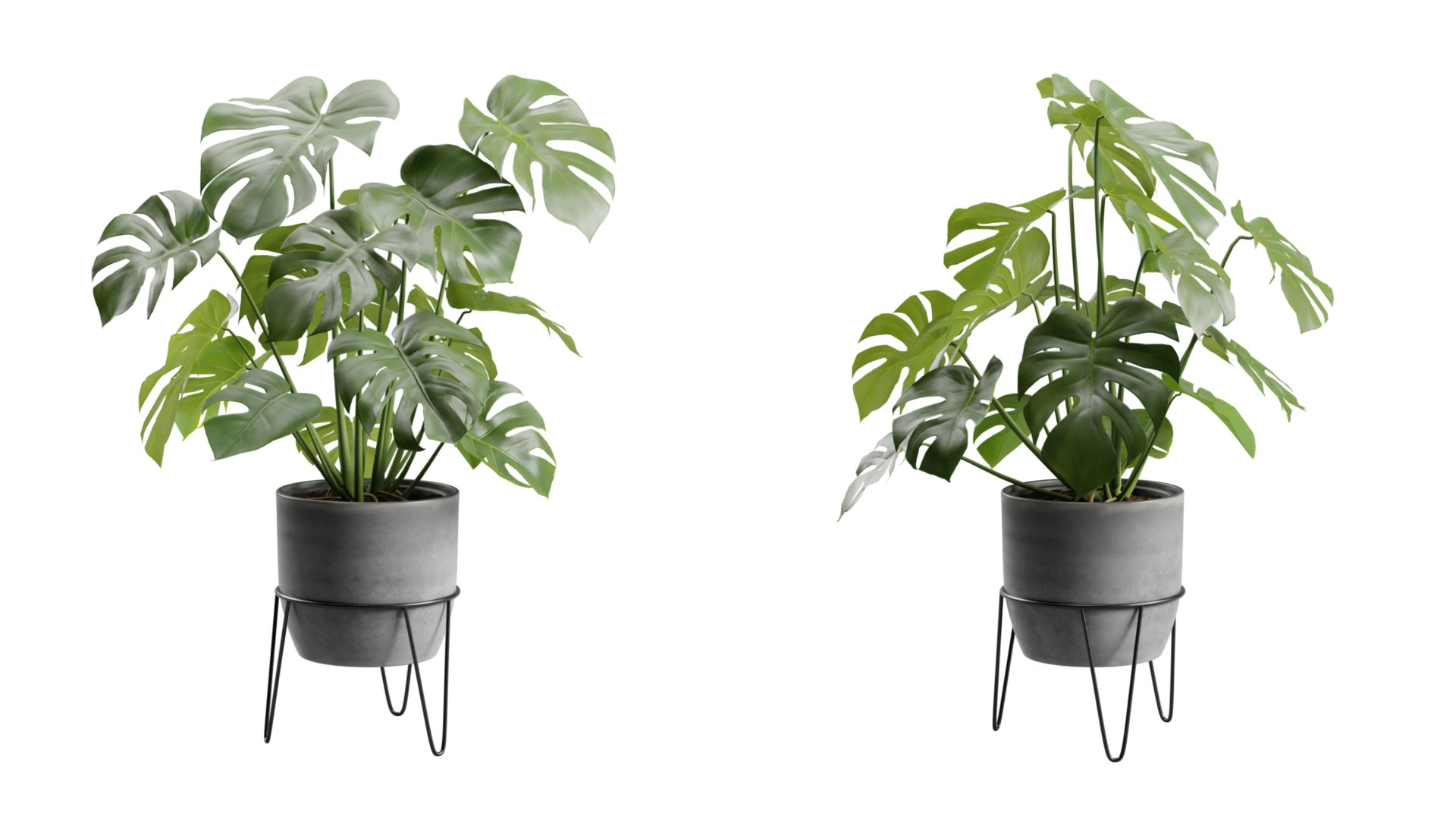 Monstera Deliciosa Pot Stand 3D https://p.turbosquid.com/ts-thumb/AB/PUeFfJ/r2/previewts03_0000/jpeg/1704414777/1920x1080/fit_q87/91fed6b41862fbf9011b5b3eeb7abbf14a8e310c/previewts03_0000.jpg
