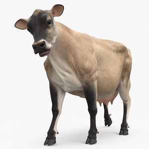 Cream Cow Rigged