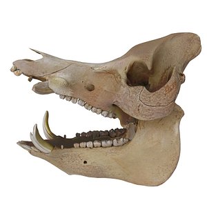 obj wild boar skull