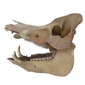 Wild Boar Skull (textured)