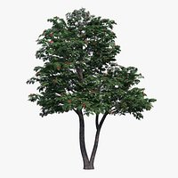 Rowan Tree 02