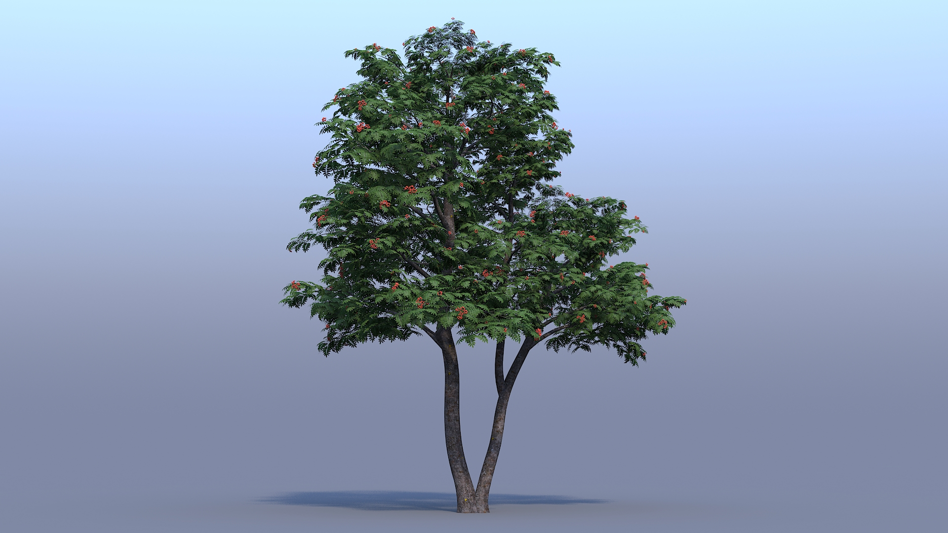 Rowan Tree 02 3D Model - TurboSquid 1979802