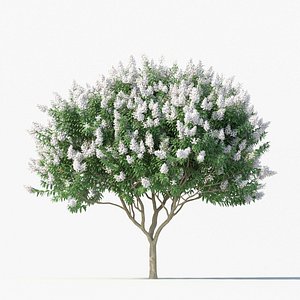 Crape Myrtle No 2 with white flowers model