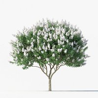 Crape Myrtle No 2 with white flowers