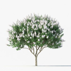 Crape Myrtle No 2 with white flowers
