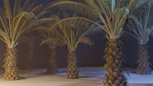 3D model Oil Palm Tree Kelapa Sawit